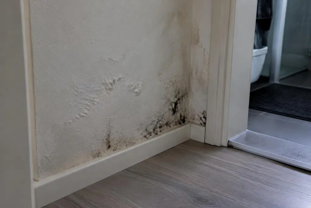 Lekdetectie Sassenheim – vochtplek met schimmel op een muur